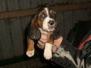 Mavelouse Basset Hound Puppies for sale