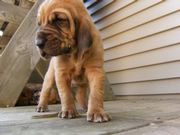 Mavelouse Bloodhound Puppies for sale