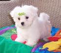 maltese puppies for a lovely home