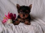 cute and loving yorkie for adoption.  choit yorkie pour adoption
