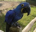hyacinth macaw parrots