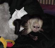 Baby Capuchin monkey for adoption (darian2darien@gmail.com )