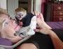 baby capuchin monkey for a lovely home
